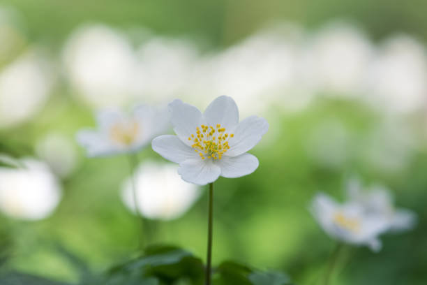 istock wood anemone spring white flower 1478553875