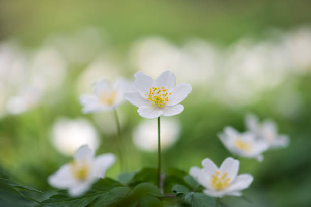 istock wood anemone spring white flower 1478553917