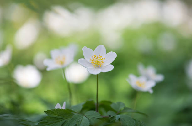 istock wood anemone spring white flower 1478554197