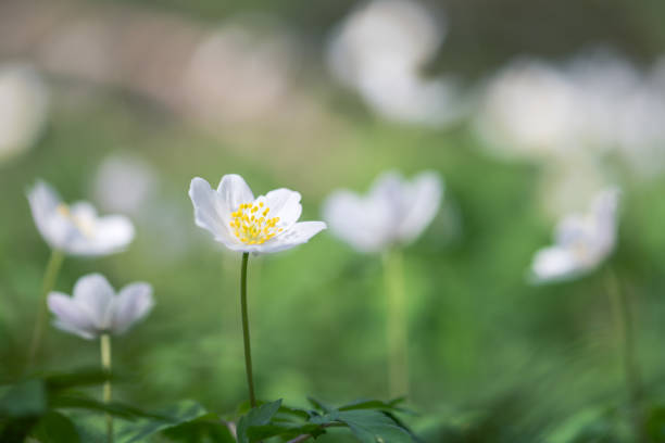 istock wood anemone spring white flower 1478555097