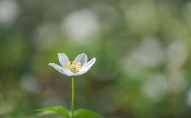 istock wood anemone spring white flower 1478555768