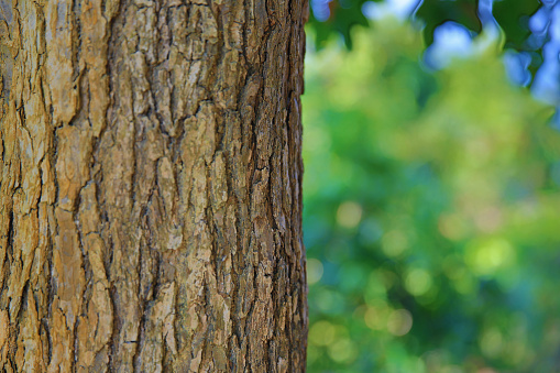 Closeup of Old Tree Bark With Selective Focus and Copy Space in Horizonal Orientation.