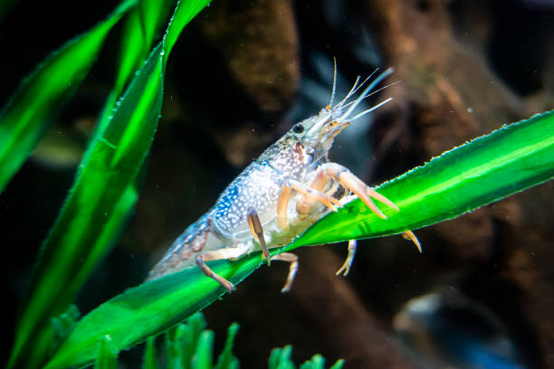 istock cancer is sitting on green algae under water 1478557763