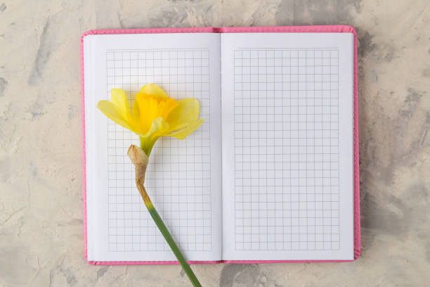 istock Spring flowers, yellow daffodils and notebook, on a light concrete background. top view 1478559565