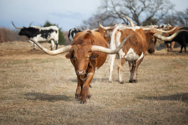 istock Texas longhorn cattle grazing on the winter pasture 1478560455