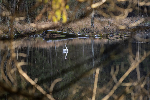 A white swan swimming in a tranquil Furzton lake, England.