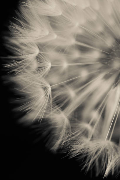 istock soft dandelion flower seed closeup 1478564309