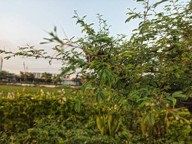 istock A branch of a tree 1478570088