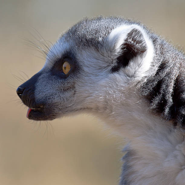 Lemur Catta stock photo