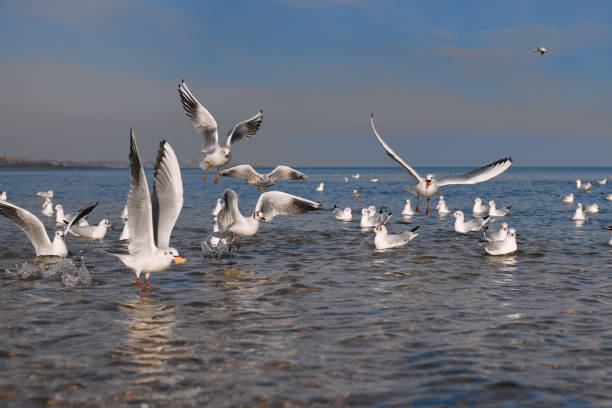 Seagulls rest on the water in the sea, take off, catch bread that is thrown to them
