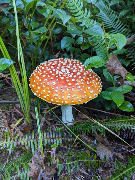 アマニタ・ムスカリアは、一般的にフライ寒天またはフライアマニタとして知られています - magic mushroom moss autumn outdoors ストックフォトと画像