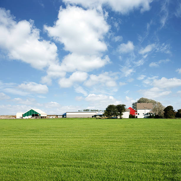 grass turf farm in summer with bright sky, square frame (XXXL)