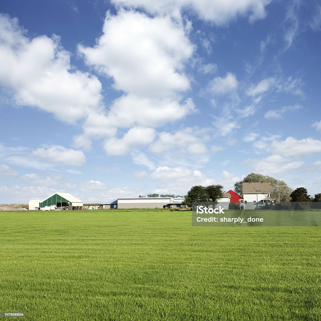XXXL summer farm grass turf farm in summer with bright sky, square frame (XXXL) Kansas Stock Photo
