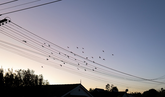 Birds flying away from power lines at dawn.