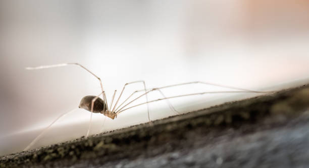 960+ Daddy Long Legs Spider Stock Photos, Pictures & Royalty-Free