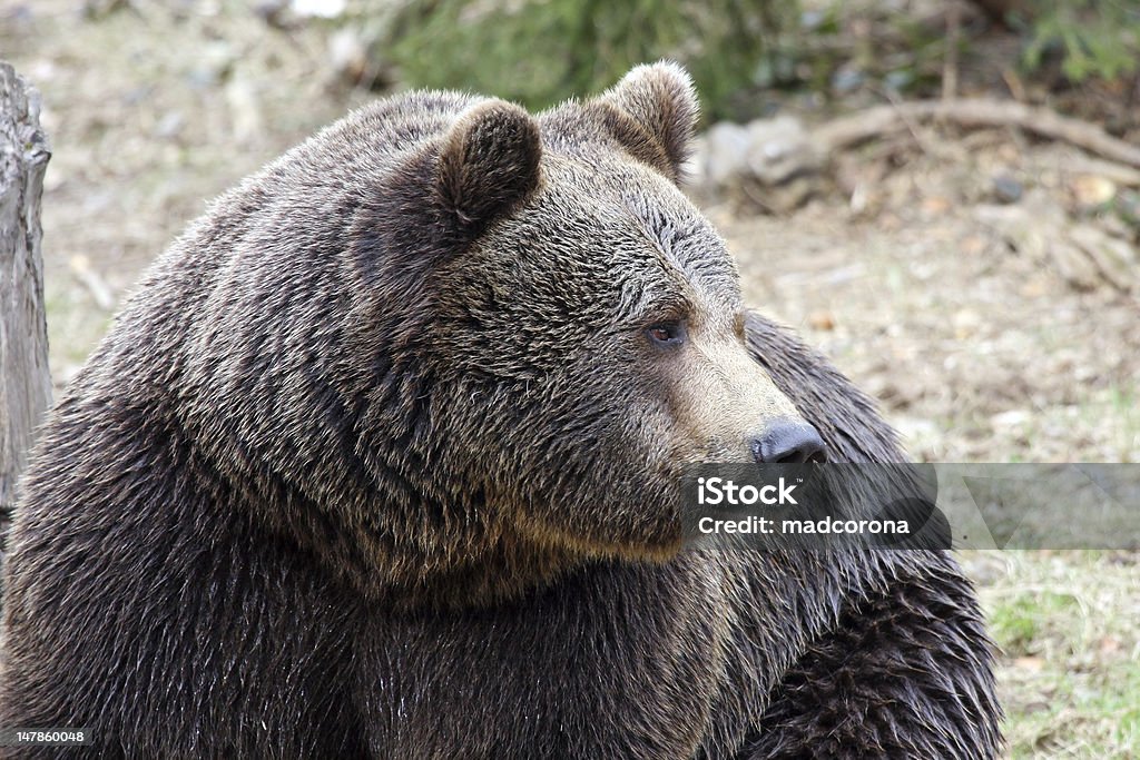 male brown bear head portrait of a male brown bear Animal Body Part Stock Photo