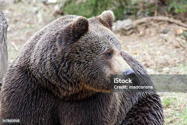 Male Brown Bear Head Stock Photo - Download Image Now - Animal Body Part, Animal Head, Animal Wildlife