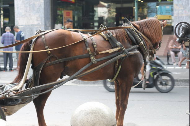 istock Delman's horse 1478607589