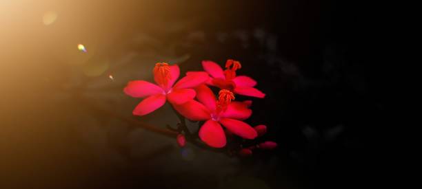 The beautiful flower Spotlight at the beautiful flower red, jungle geranium, pink plumeria, Zinia graceful, Zephyranthes candida, spicy jatropha and Ixoroideae white rain lily stock pictures, royalty-free photos & images