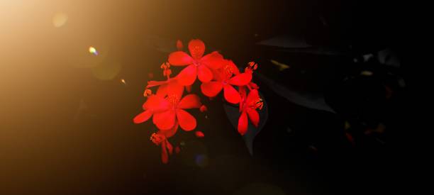 The beautiful flower Spotlight at the beautiful flower red, jungle geranium, pink plumeria, Zinia graceful, Zephyranthes candida, spicy jatropha and Ixoroideae white rain lily stock pictures, royalty-free photos & images