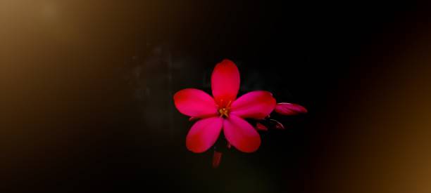 The beautiful flower Spotlight at the beautiful flower red, jungle geranium, pink plumeria, Zinia graceful, Zephyranthes candida, spicy jatropha and Ixoroideae white rain lily stock pictures, royalty-free photos & images