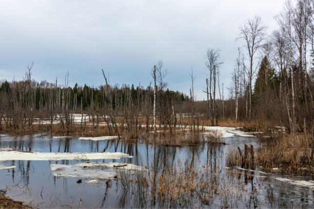 istock Spring landscape. Forest flooded with melt water. Mainly cloudy. 1478616812