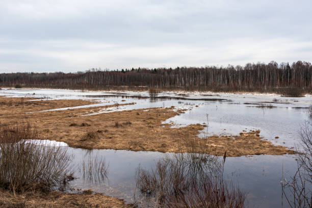 istock Spring landscape. Forest flooded with melt water. Mainly cloudy. 1478617046