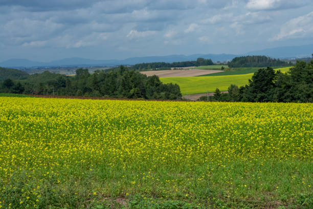 istock Canola field in the summer hilly area 1478617652