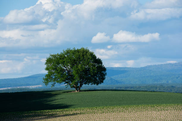 istock A tree standing in a field in early summer 1478617733