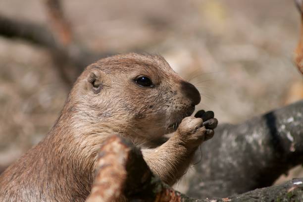 istock A close-up of an otter eating. 1478620238