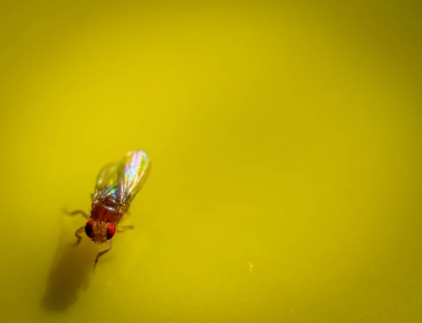 istock Macro of a single fruit fly caught on a sticky paper trap 1478622026
