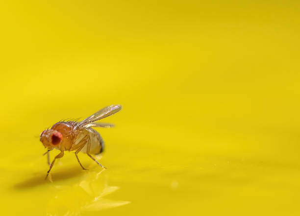 istock Macro of a single fruit fly caught on a sticky paper trap 1478622041