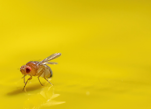 Macro of a single fruit fly caught on a sticky paper trap. High quality photo