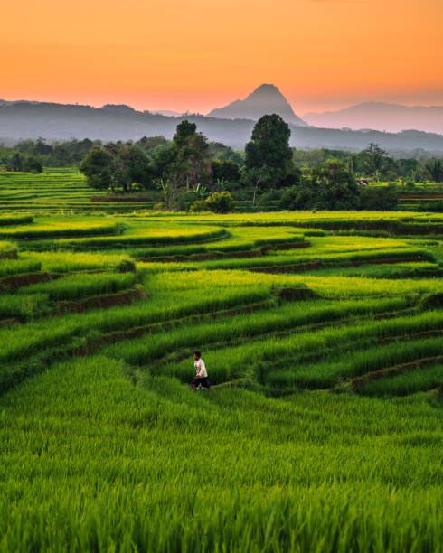 조감도 산과 숲에 대한 인도네시아의 아름다운 아침 전망 - bali indonesia rice paddy rice 뉴스 사진 이미지