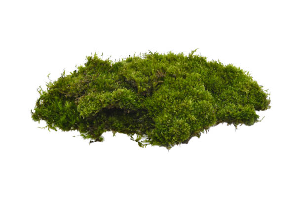 istock Green moss with grass isolated on white background 1478625379