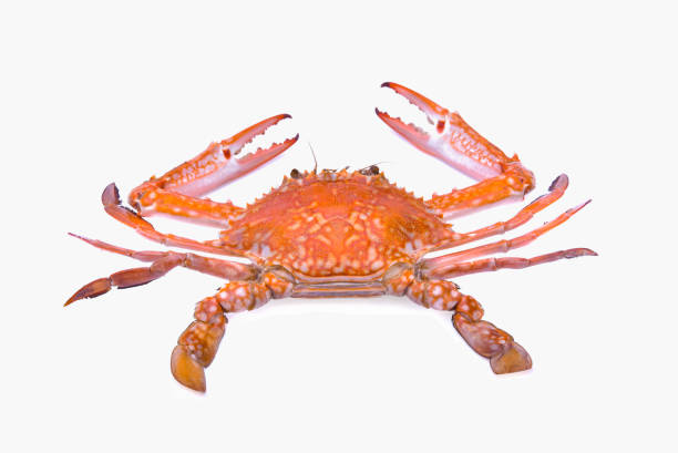istock Cooked blue swimmer crab or Sand crab isolated on white background. 1478625908