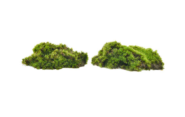 istock Green moss isolated on white background 1478626378