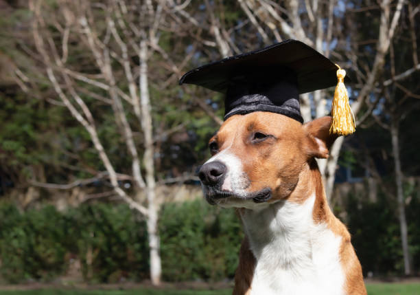 dog with graduation hat sitting in the backyard or park on a sunny day. - media studies imagens e fotografias de stock