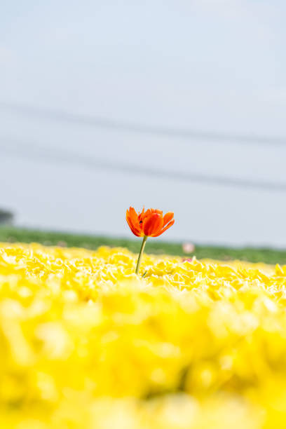 istock Colourful tulip fields, captured in The Netherlands during Spring season 1478632040