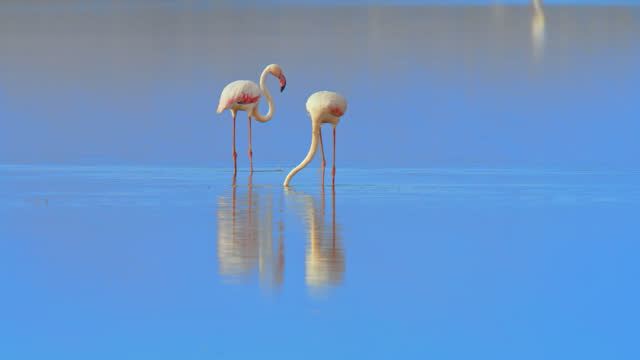 Flamingos wading through water searching for food reflecting on the surface,Amboseli National park,Kenya
