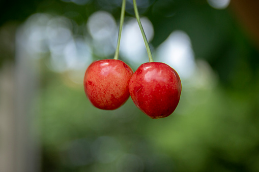 Juicy cherries on a branch