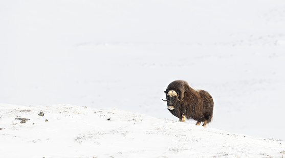 Portrait of a Musk Ox in Dovrefjell cold mountains in winter, Dovre, Norway.