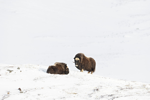 Two Musk Oxes in Dovrefjell cold mountains in winter, Dovre, Norway.