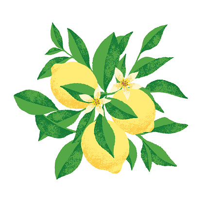 Vector illustration of a lemon tree.