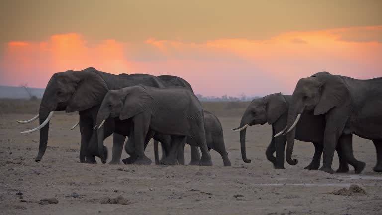 Herd of majestic elephants walking across the savannah with elephant calf to escape the dusk. Elephant family