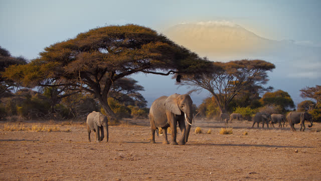 Elephant herd slowly walking by other elephants resting in a vast savannah grassland with Mt Kilimanjaro in the background. Amboseli National park,Kenya