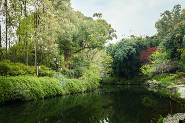 istock In the morning, the woods, the stream 1478638379