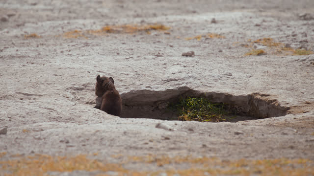 Cute hyena cub peeking out of its burrow and climbing out into the steppe. Documentary Footage