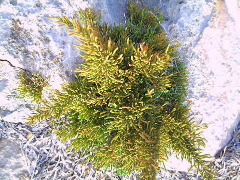 Seasweed on rocks on Durness Beach (Scottish Highlands)