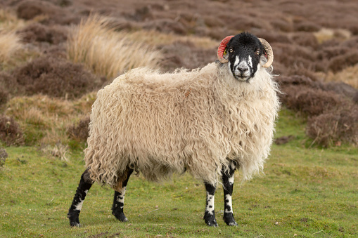 Close up of a Dalesbred ewe in Springtime, facing camera on managed open grouse moorland with grasses and  heather background.  Nidderdale, Yorkshire.  Copy space, horizontal.